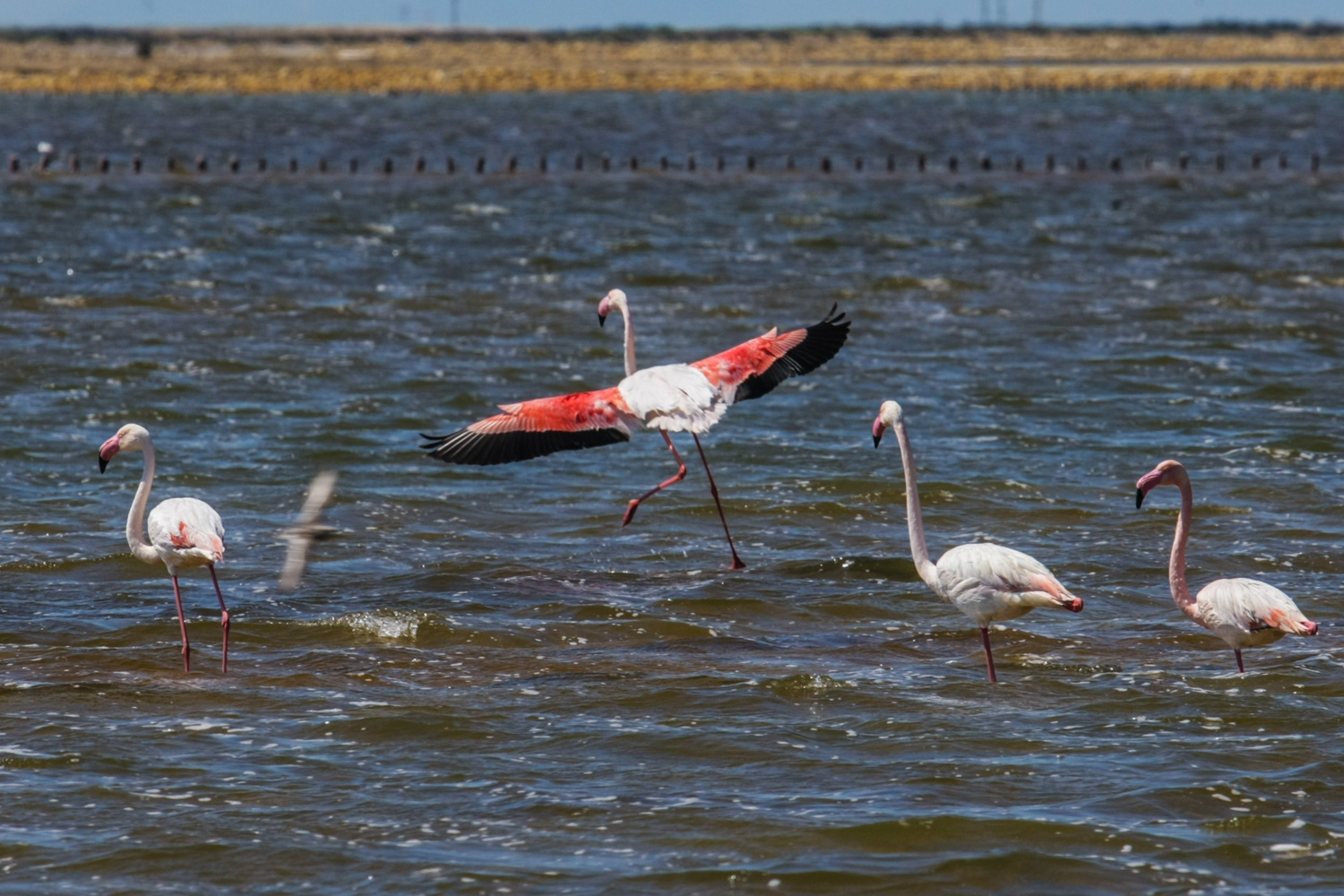  Travel France - Groupe Salins_Flamingos 